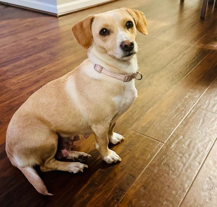 Dog for adoption - Chip, a Beagle & Chiweenie Mix in Alabaster, AL | Petfinder
