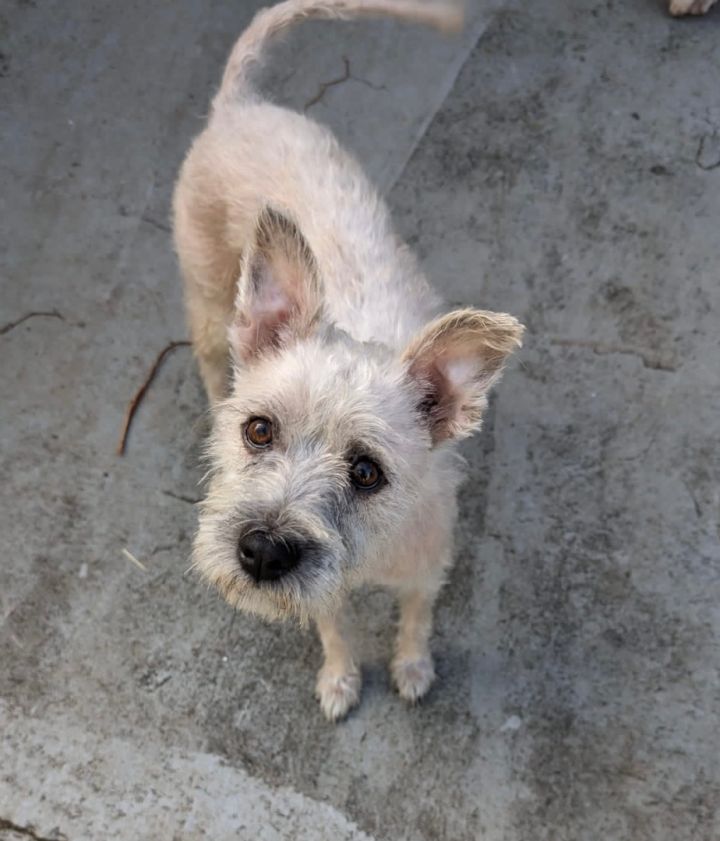 Dog for adoption - LOVE BUG, a Miniature Schnauzer & Chinese Crested ...