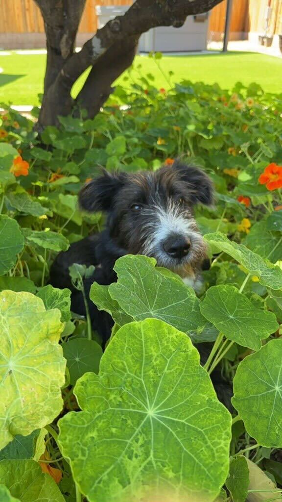 Old english sheepdog store german shepherd mix