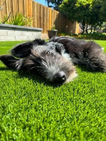 Old english sheepdog store cross german shepherd