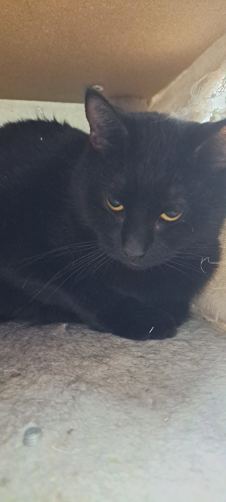 Soot, an adoptable Domestic Short Hair in Virginia, MN, 55792 | Photo Image 1