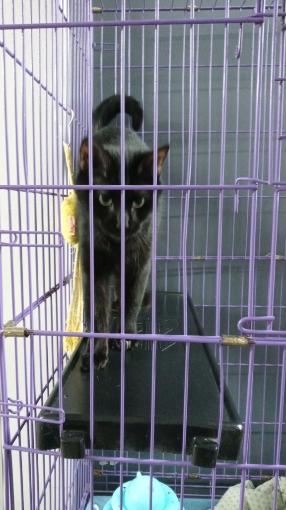 Soot, an adoptable Domestic Short Hair in Virginia, MN, 55792 | Photo Image 2