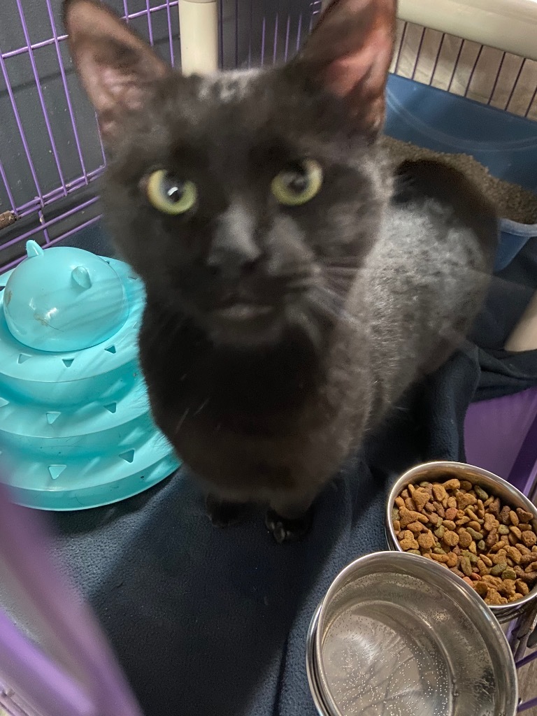 Soot, an adoptable Domestic Short Hair in Virginia, MN, 55792 | Photo Image 3