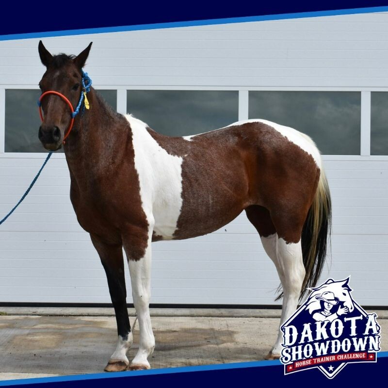 Horse for adoption Sugar, a Paint / Pinto in Scotland, SD Petfinder