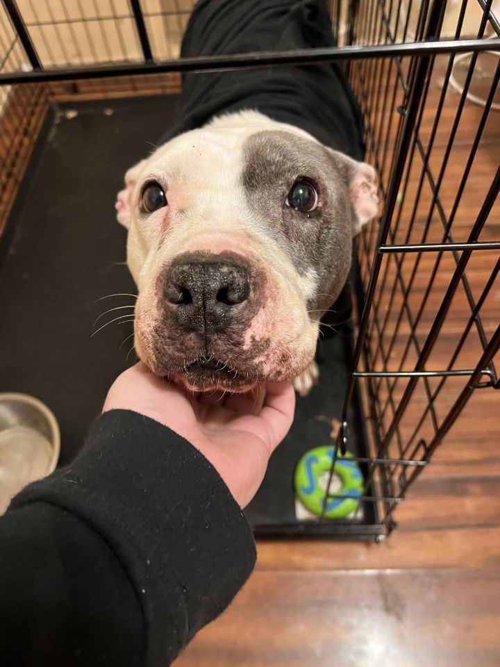 Colonial heights hot sale animal shelter
