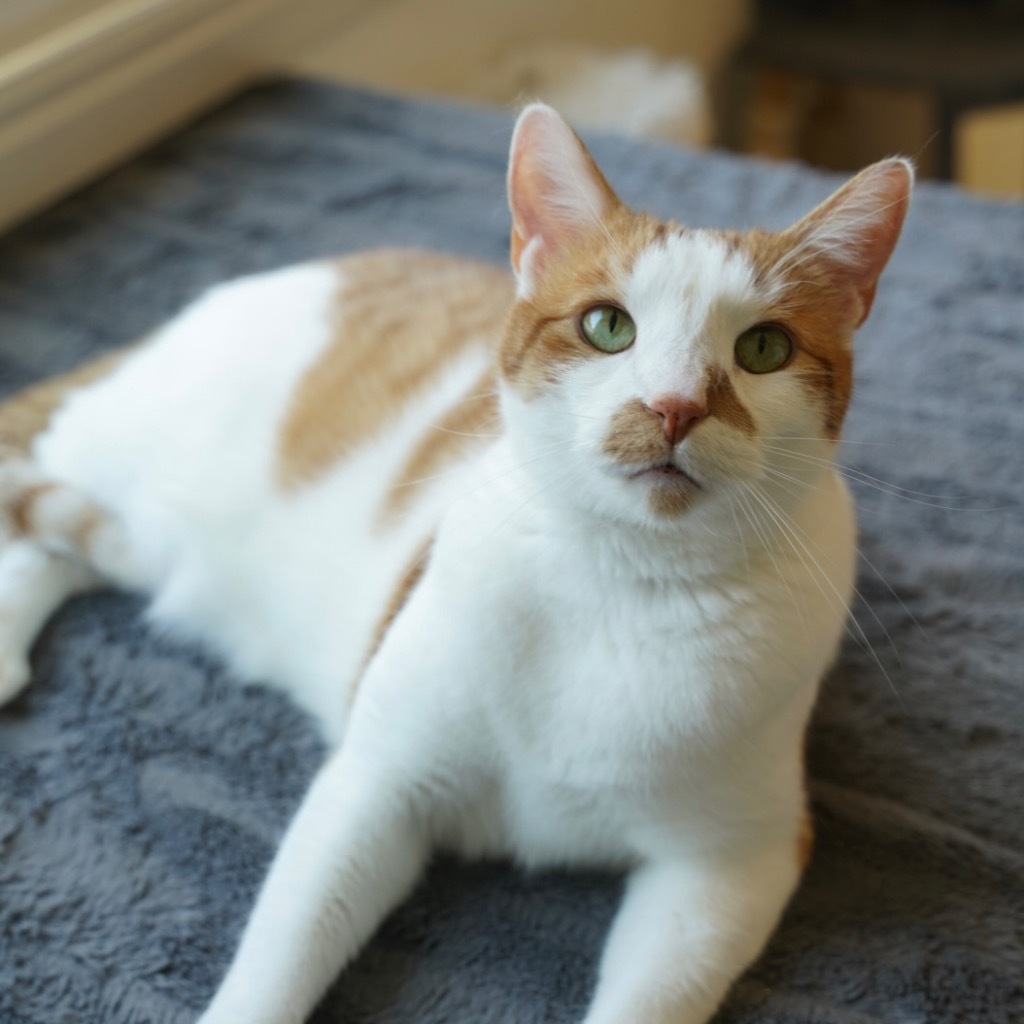 Carl, an adoptable Domestic Short Hair in Sandy, UT, 84070 | Photo Image 1