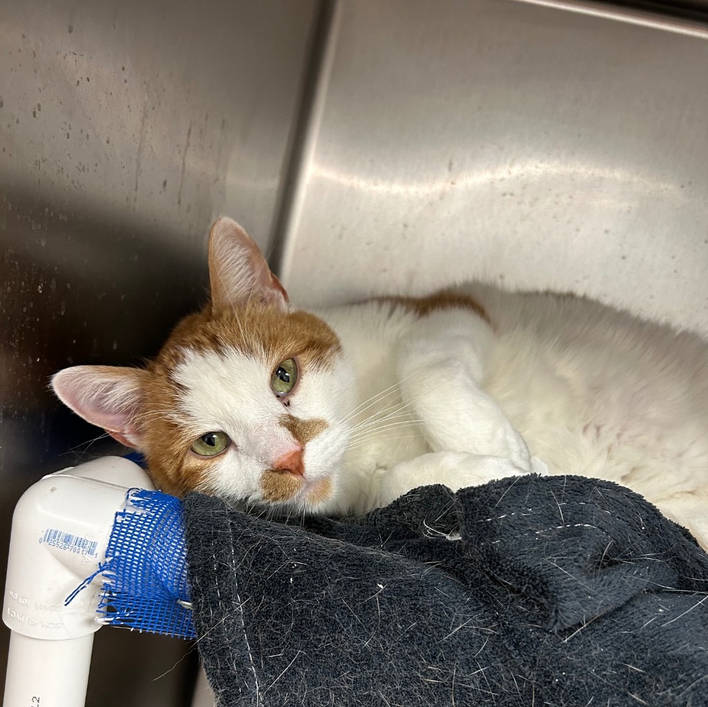 Carl, an adoptable Domestic Short Hair in Sandy, UT, 84070 | Photo Image 2