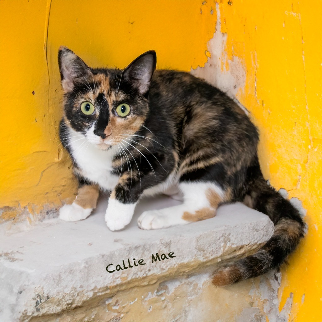 Callie Mae, an adoptable Domestic Short Hair in Hot Springs Village, AR, 71909 | Photo Image 4