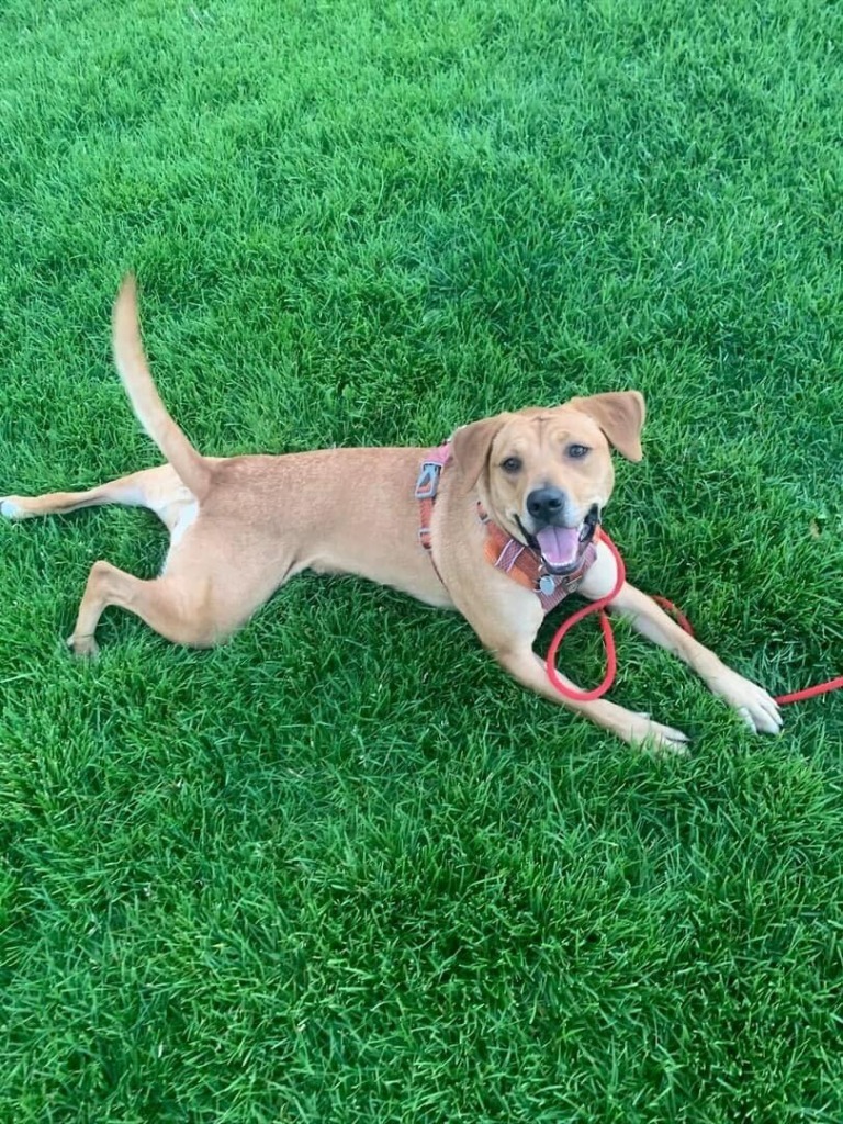 Zinnia, an adoptable Labrador Retriever in Salt Lake City, UT, 84117 | Photo Image 1