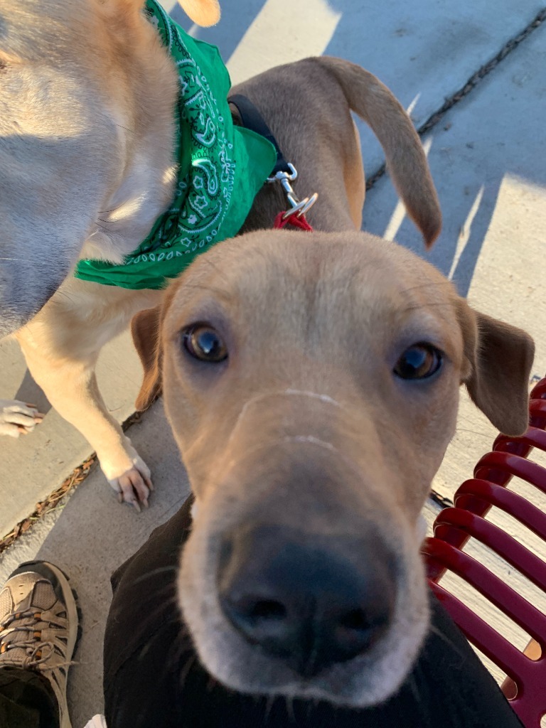 Zinnia, an adoptable Labrador Retriever in Salt Lake City, UT, 84117 | Photo Image 3