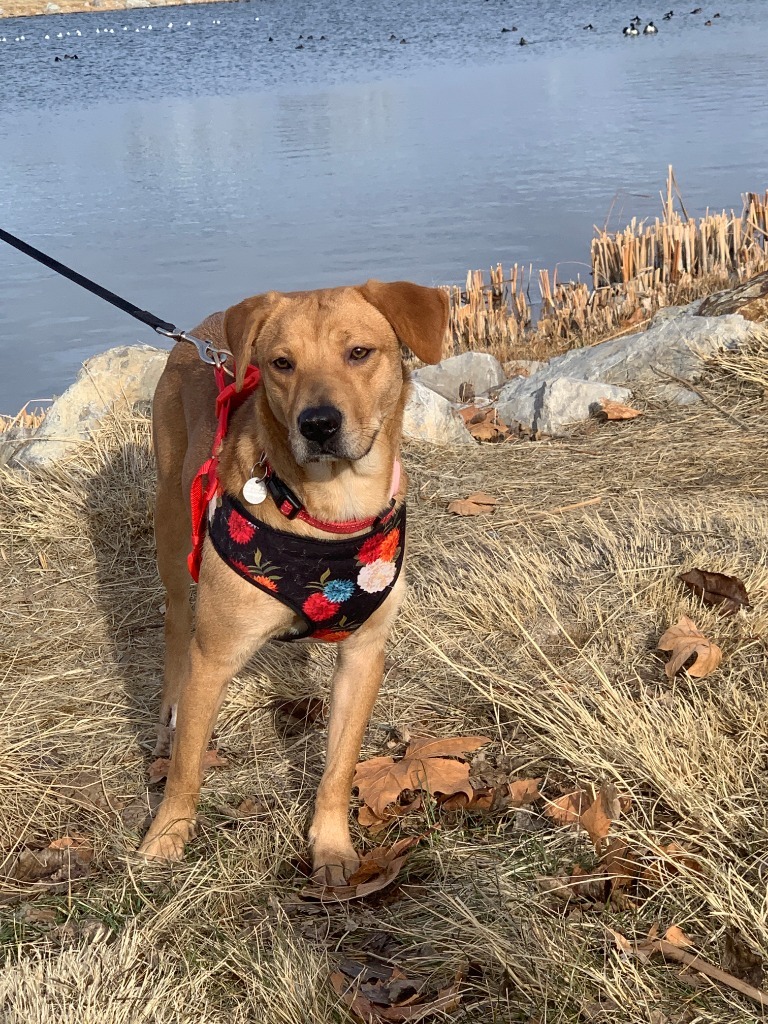 Zinnia, an adoptable Labrador Retriever in Salt Lake City, UT, 84117 | Photo Image 5