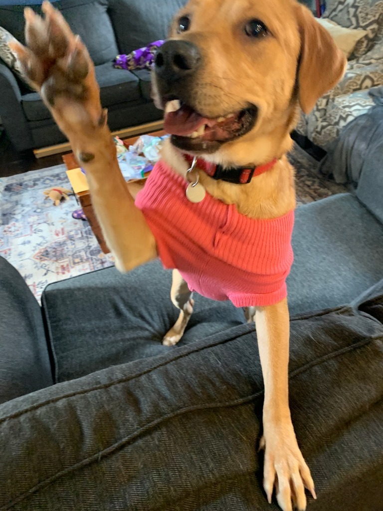 Zinnia, an adoptable Labrador Retriever in Salt Lake City, UT, 84117 | Photo Image 6