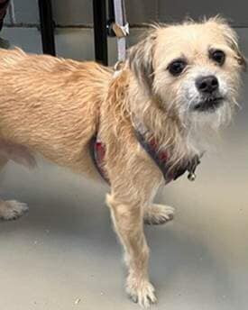 Champion*, an adoptable Cairn Terrier, Schnauzer in Columbia, TN, 38401 | Photo Image 1