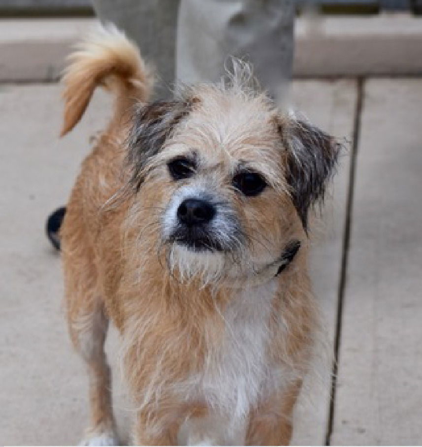 Champion, an adoptable Cairn Terrier, Schnauzer in Columbia, TN, 38401 | Photo Image 2