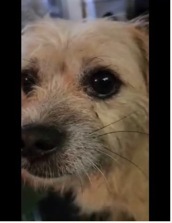 Champion, an adoptable Cairn Terrier, Schnauzer in Columbia, TN, 38401 | Photo Image 3