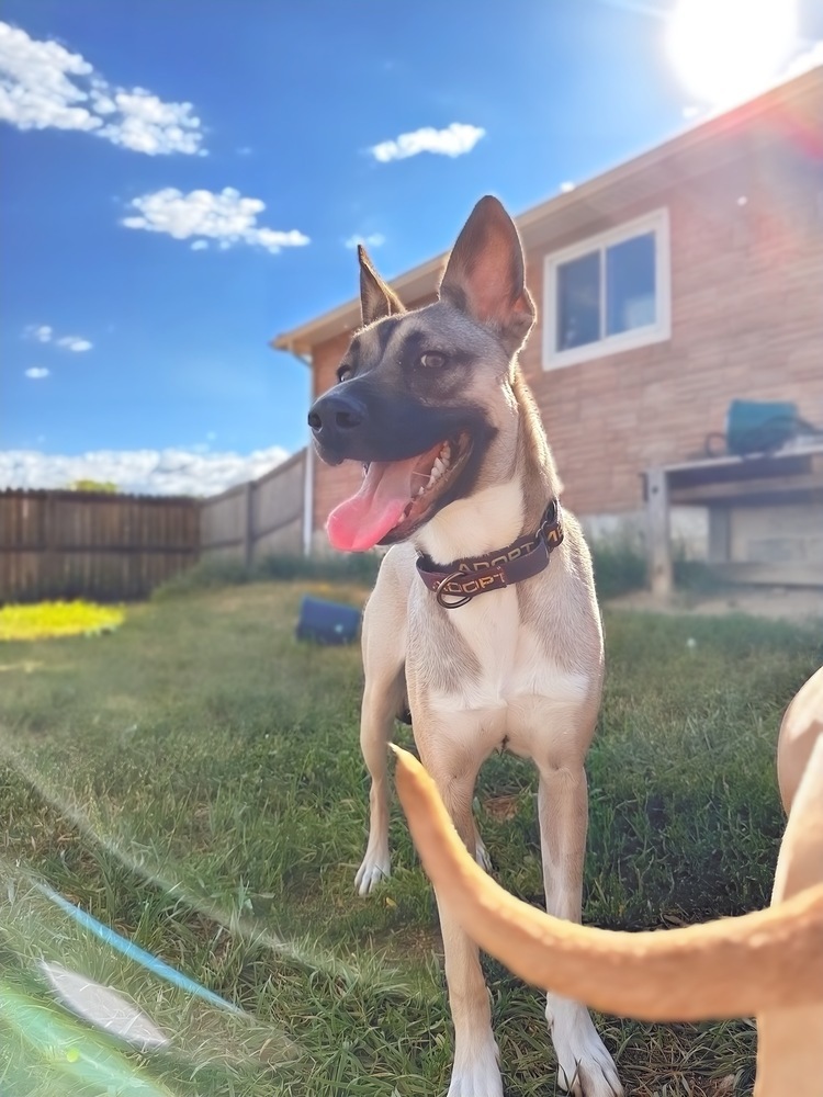 Killian, an adoptable Siberian Husky, Pit Bull Terrier in Lafayette, CO, 80026 | Photo Image 1