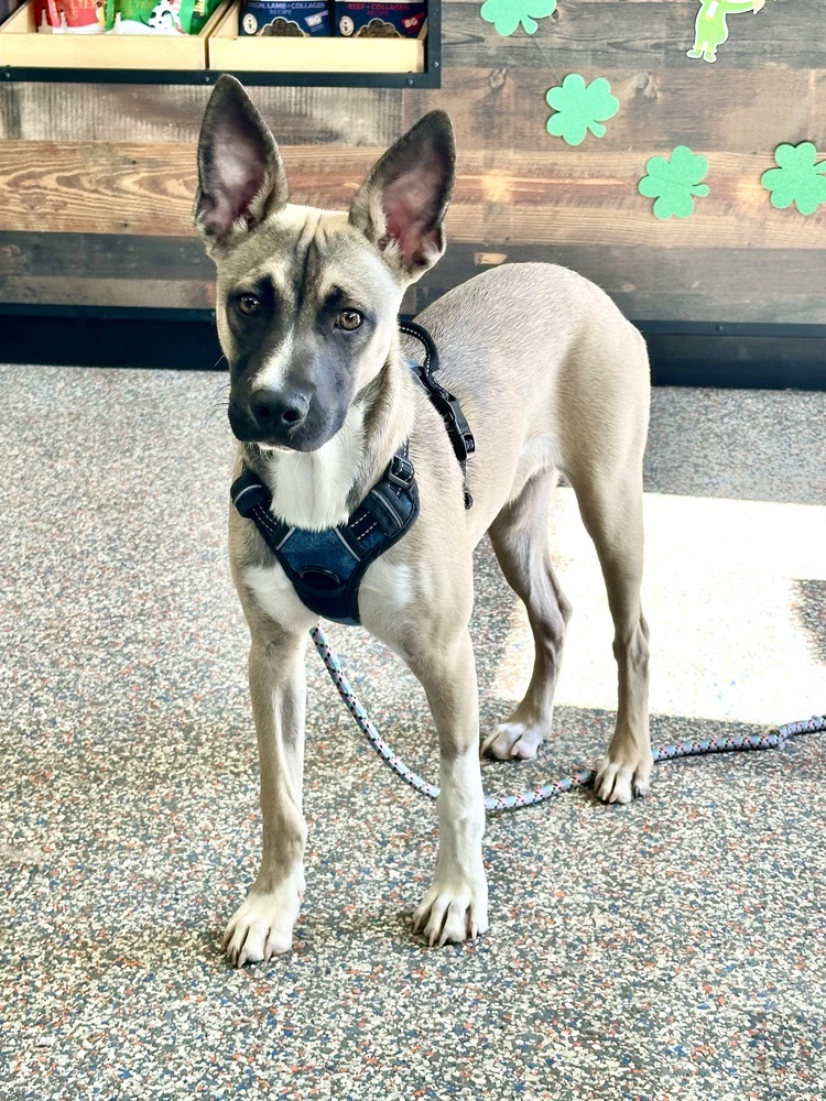 Killian, an adoptable Siberian Husky, Pit Bull Terrier in Lafayette, CO, 80026 | Photo Image 2