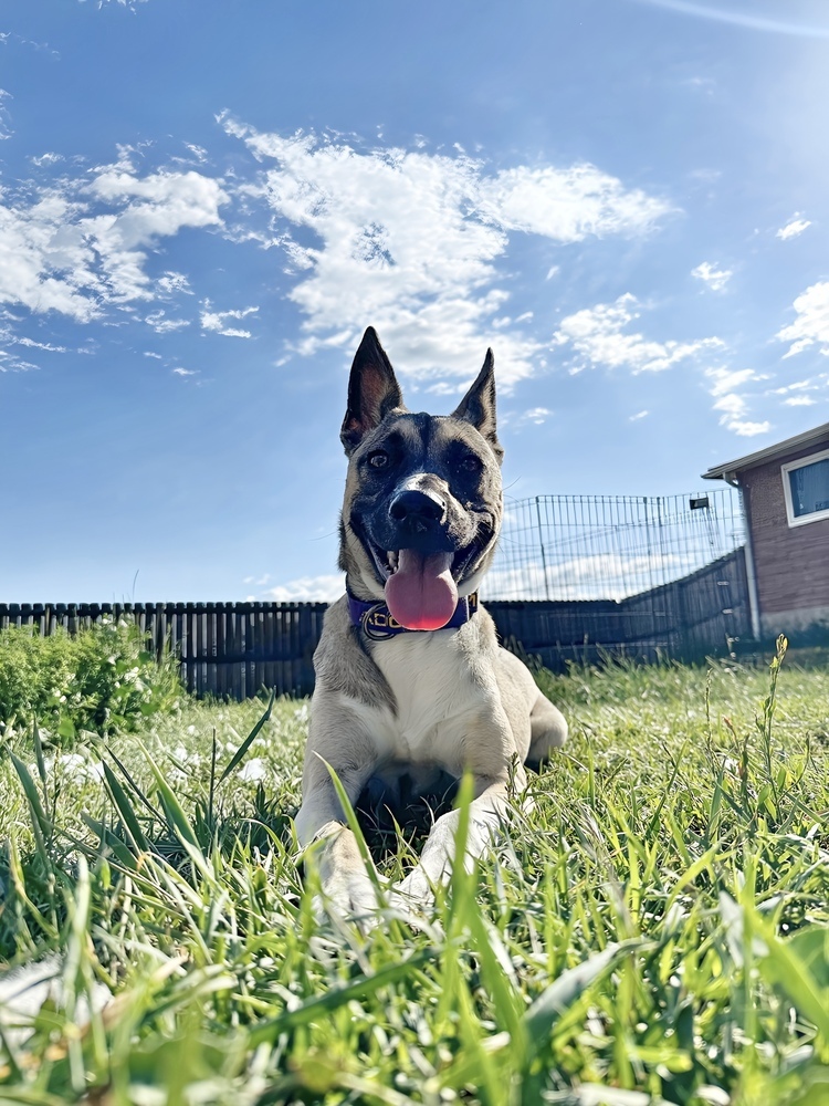 Killian, an adoptable Siberian Husky, Pit Bull Terrier in Lafayette, CO, 80026 | Photo Image 4