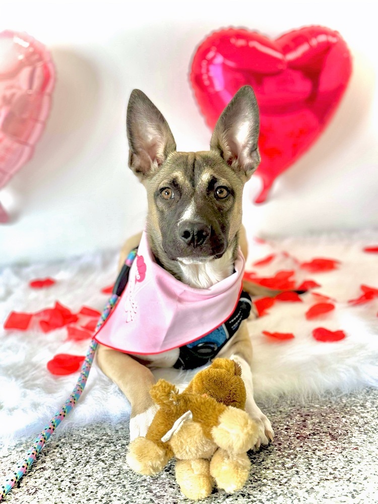 Killian, an adoptable Siberian Husky, Pit Bull Terrier in Lafayette, CO, 80026 | Photo Image 5