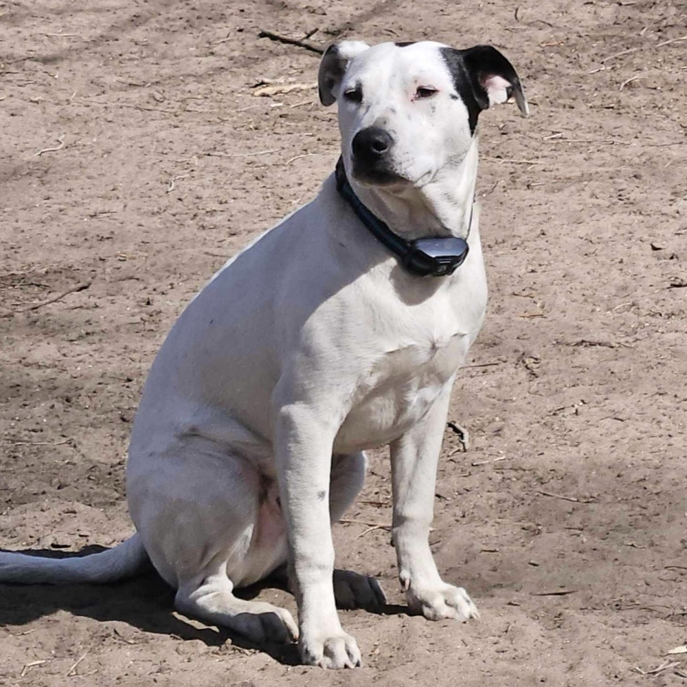 Gus, an adoptable Australian Cattle Dog / Blue Heeler, Boxer in Rockland, WI, 54653 | Photo Image 3