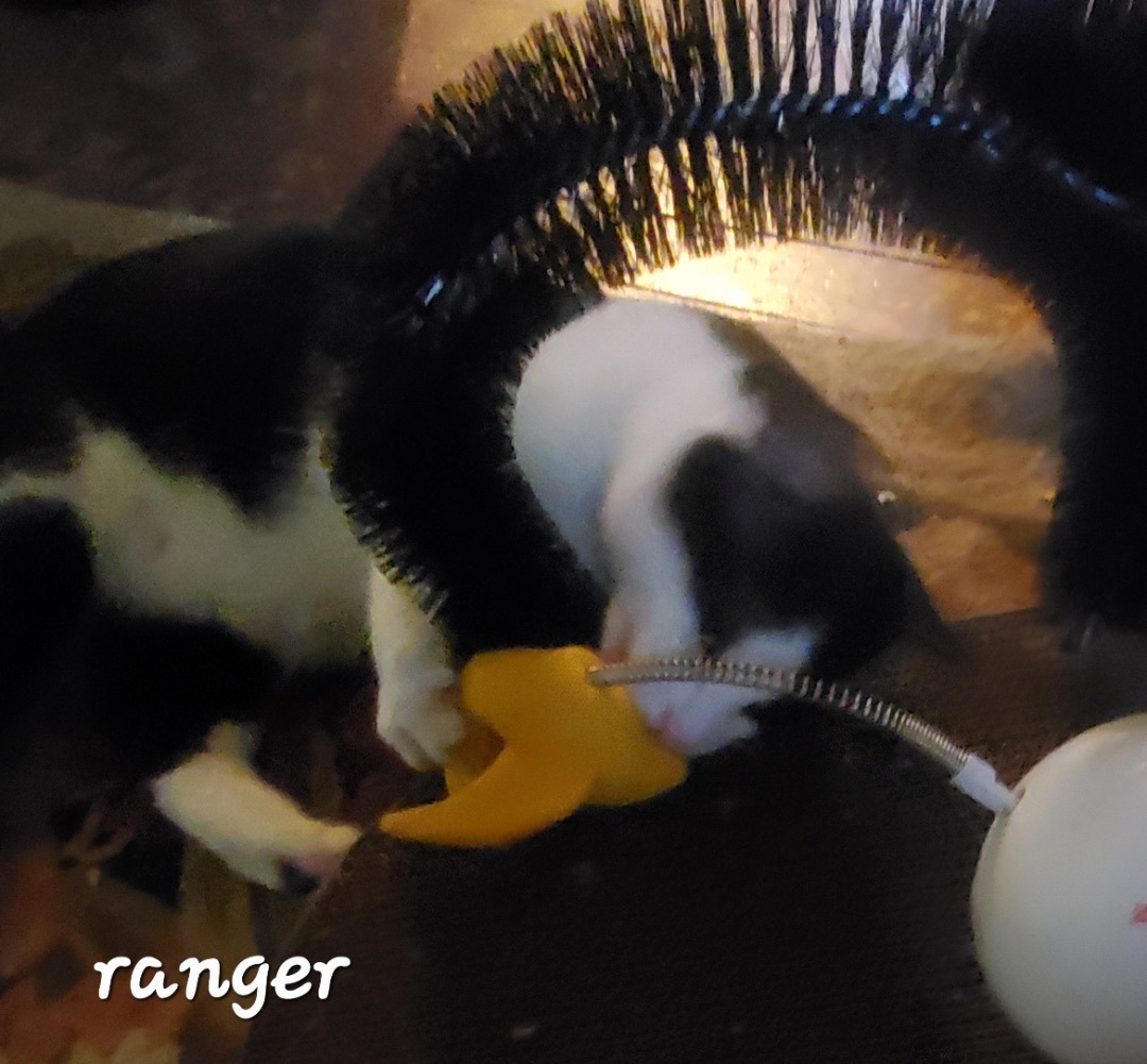 Ranger aka Tux (Foster Care)
