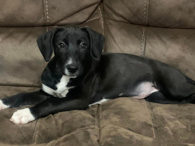 Dot, an adoptable Labrador Retriever & Vizsla Mix in Athens, GA_image-1