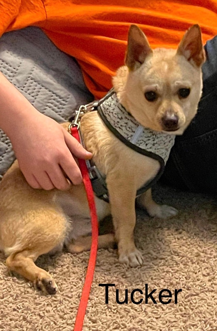 Tucker, an adopted Chihuahua in Callao, MO_image-2