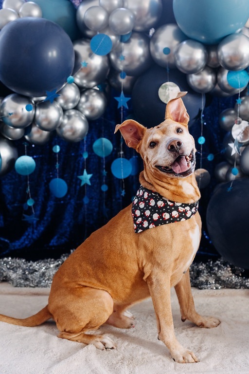 GORDON!, an adoptable Pit Bull Terrier Mix in Philadelphia, PA_image-5