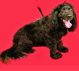 Cocker spaniel best sale poodle mix rescue