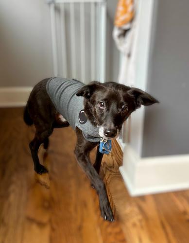 Lio, an adoptable Spaniel, Dachshund in Pittsburg, CA, 94565 | Photo Image 1