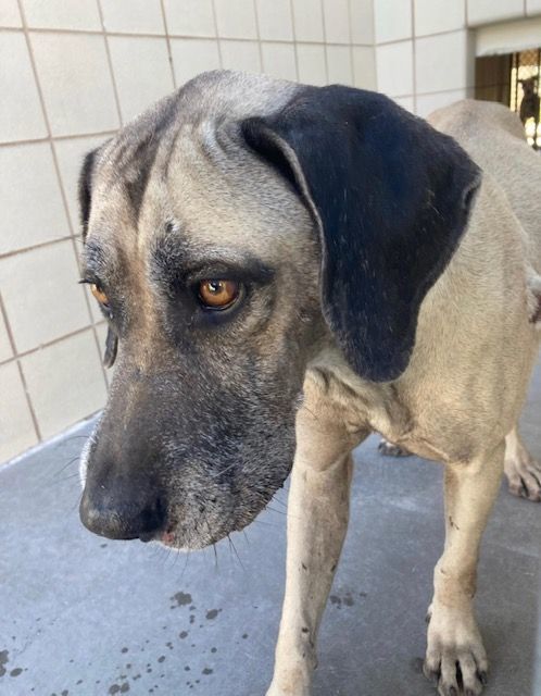 Bluetick sales shepherd mix