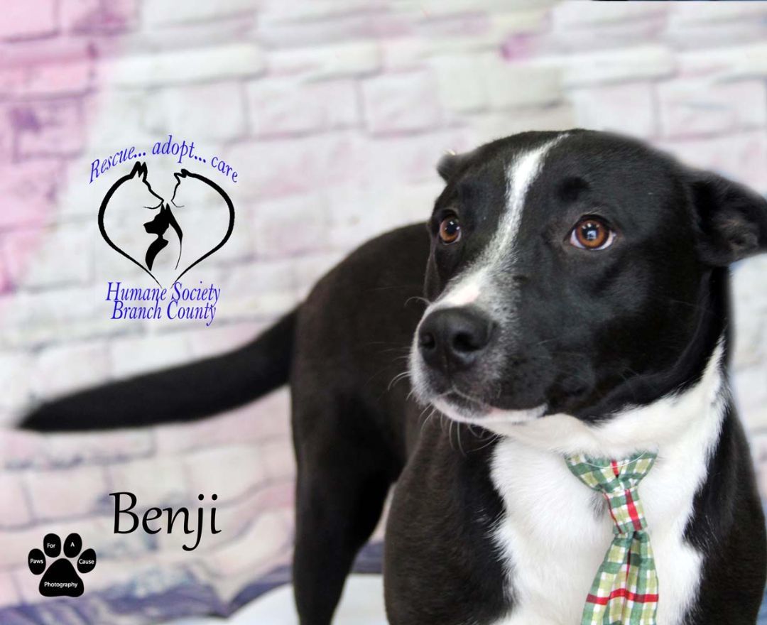 Benji--SEE NEW VIDEO--IN TRAINING