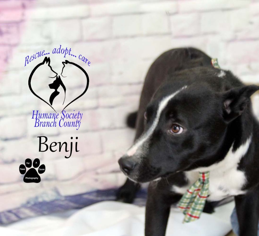 Benji--SEE NEW VIDEO--IN TRAINING