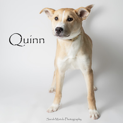 Quinn, an adoptable Mixed Breed in Ruidoso, NM, 88345 | Photo Image 1