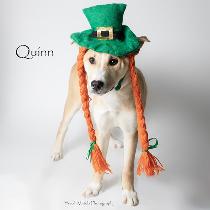 Quinn, an adoptable Mixed Breed in Ruidoso, NM, 88345 | Photo Image 2