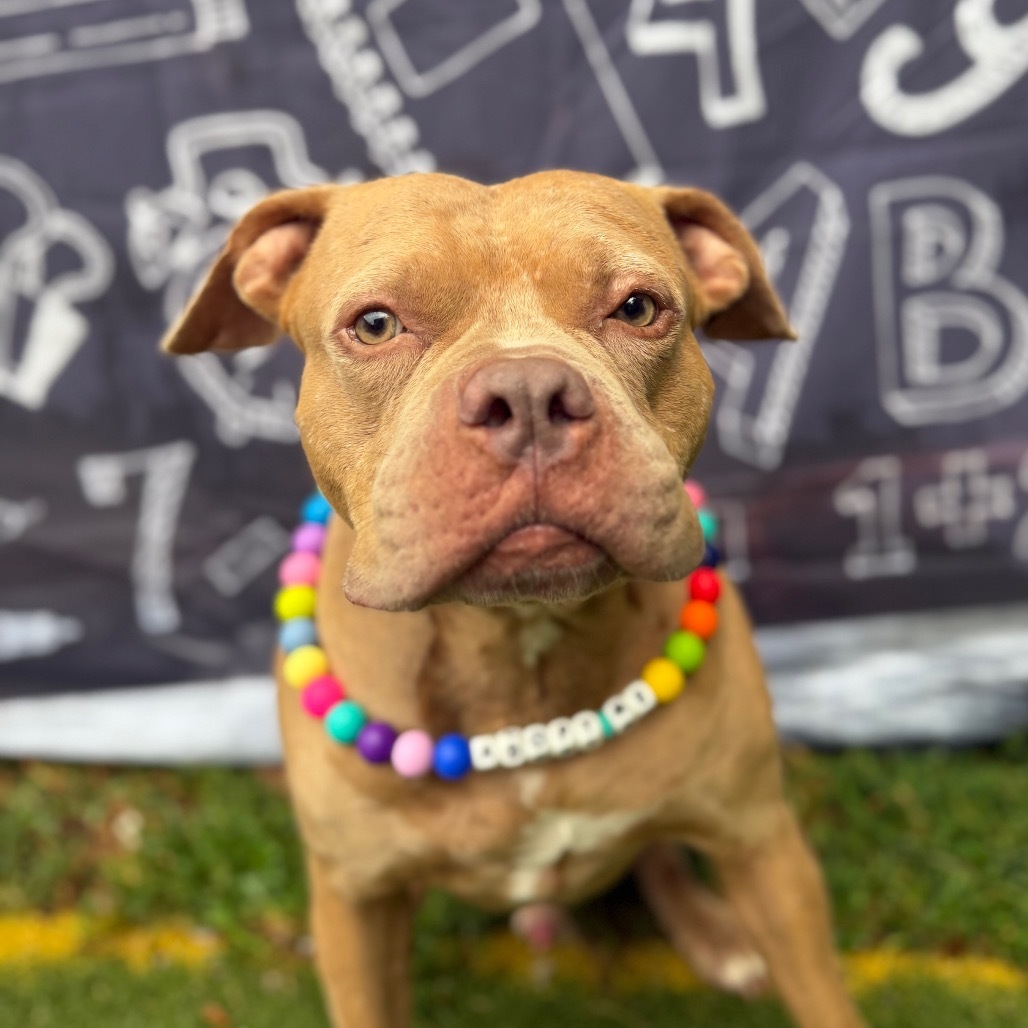 Pritchett, an adoptable Pit Bull Terrier in Spring Hill, KS, 66083 | Photo Image 1