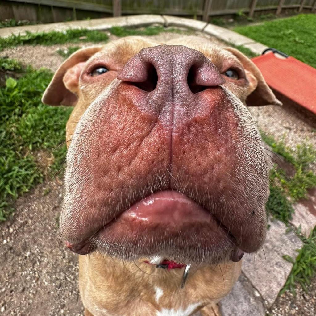 Pritchett, an adoptable Pit Bull Terrier in Spring Hill, KS, 66083 | Photo Image 2