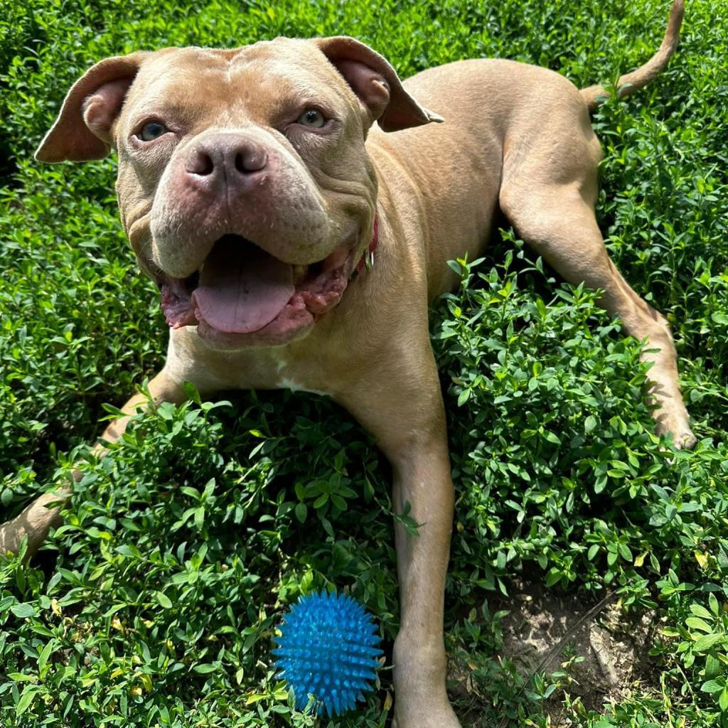Pritchett, an adoptable Pit Bull Terrier in Spring Hill, KS, 66083 | Photo Image 3