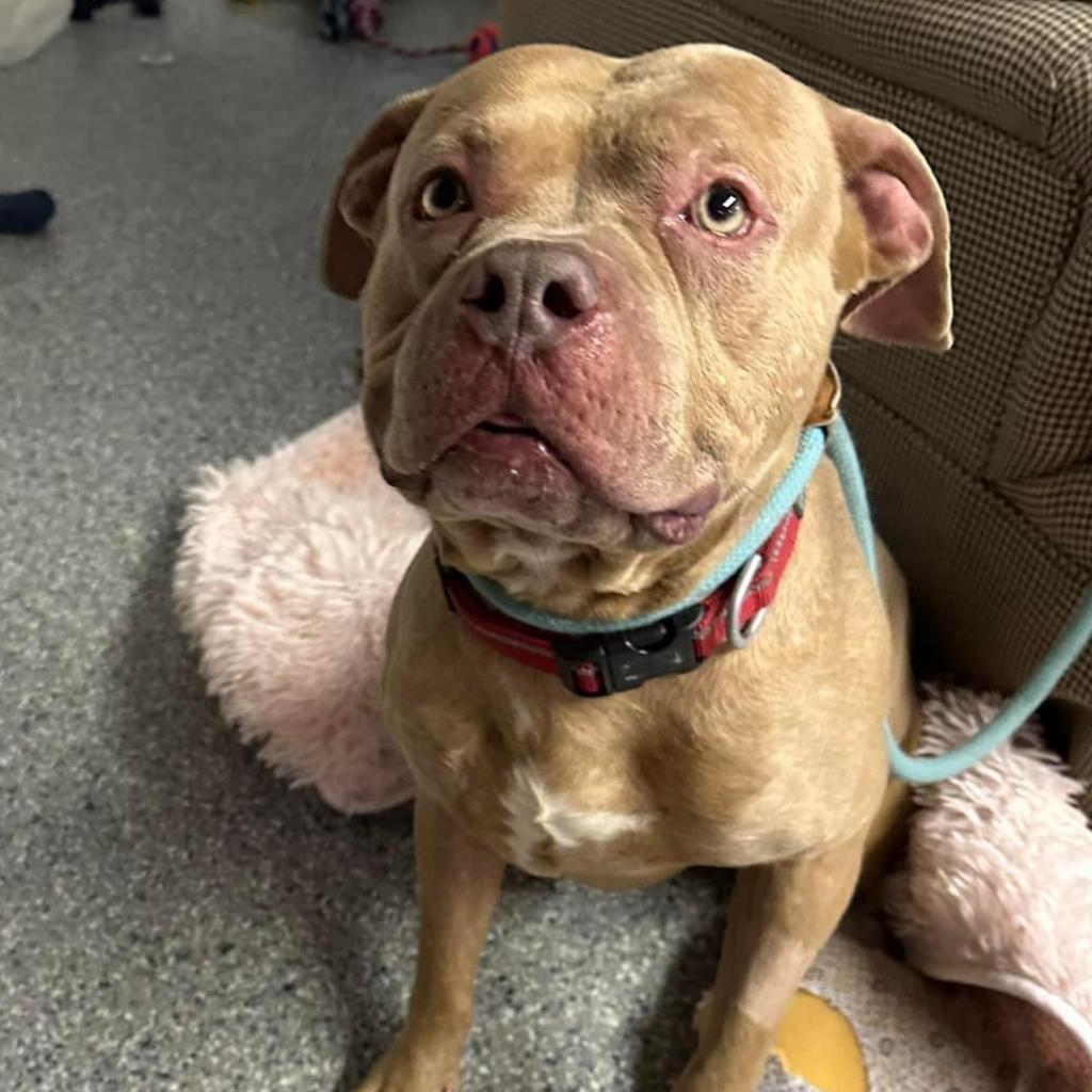 Pritchett, an adoptable Pit Bull Terrier in Spring Hill, KS, 66083 | Photo Image 4