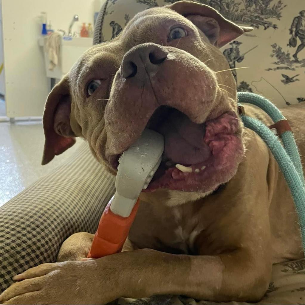 Pritchett, an adoptable Pit Bull Terrier in Spring Hill, KS, 66083 | Photo Image 4