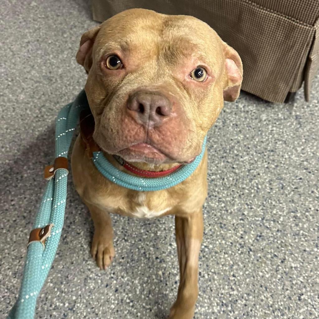 Pritchett, an adoptable Pit Bull Terrier in Spring Hill, KS, 66083 | Photo Image 5