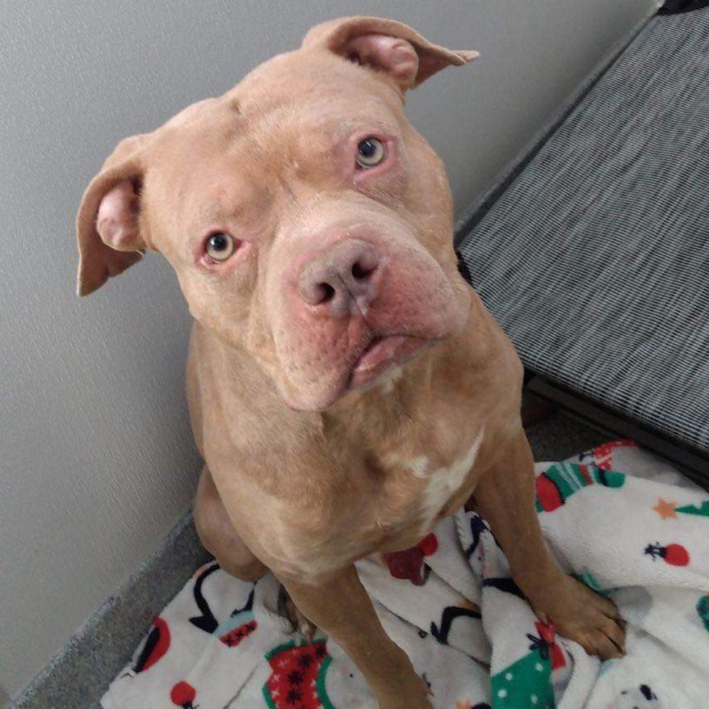 Pritchett, an adoptable Pit Bull Terrier in Spring Hill, KS, 66083 | Photo Image 6