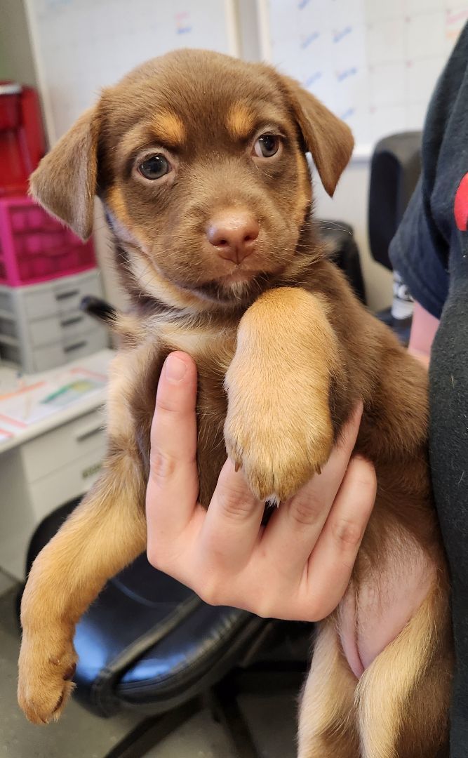 Dog for adoption Bristol a Mixed Breed in Kalamazoo MI