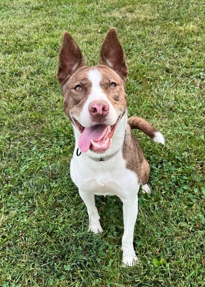 Poem, an adoptable Mixed Breed in Pekin, IL, 61554 | Photo Image 1