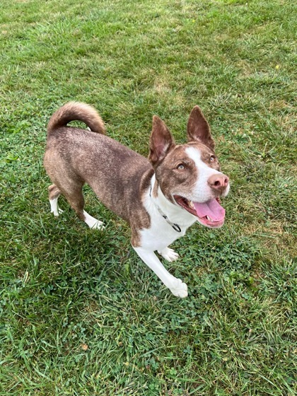 Poem, an adoptable Mixed Breed in Pekin, IL, 61554 | Photo Image 2