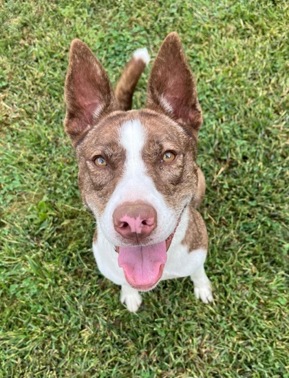 Poem, an adoptable Mixed Breed in Pekin, IL, 61554 | Photo Image 3