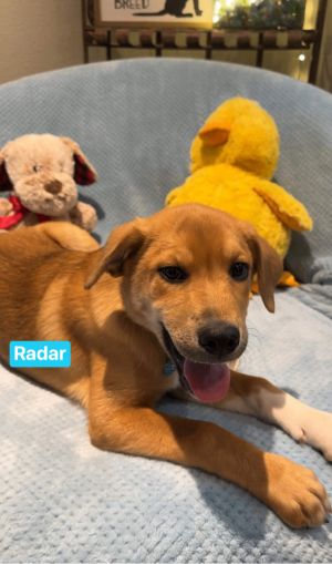 Golden retriever hot sale coonhound mix