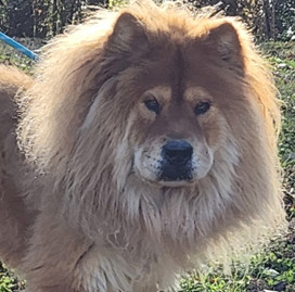 Chow chow hot sale petfinder