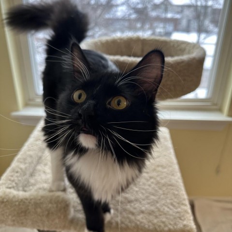 Cat for adoption Socks a Domestic Long Hair in Glenview IL