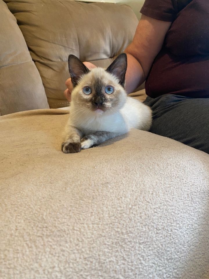 Siamese and best sale domestic shorthair mix